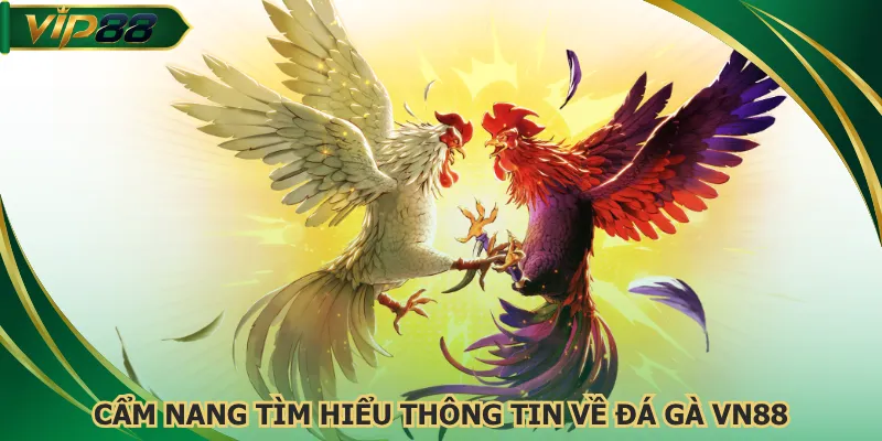 Cẩm nang tìm hiểu thông tin về đá gà VN88