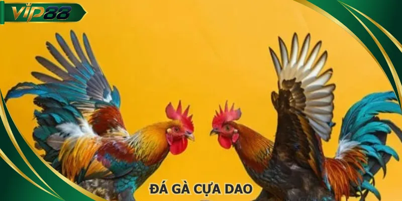 da-ga-cua-dao