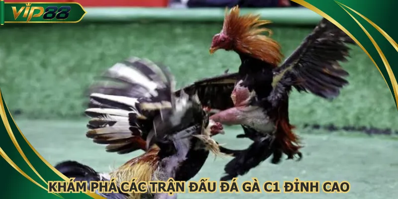 Khám phá các trận đấu đá gà C1 đỉnh cao