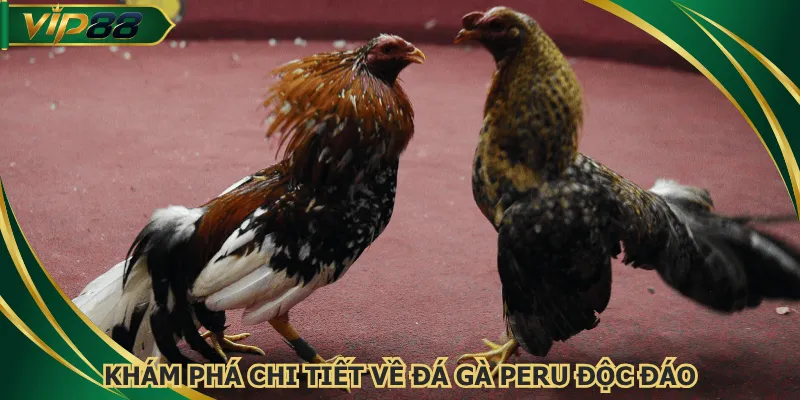 Khám phá chi tiết về đá gà Peru độc đáo
