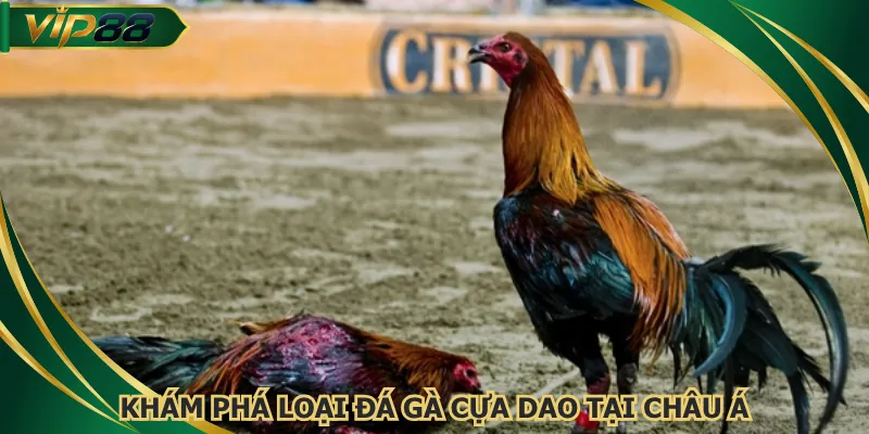 Khám phá loại đá gà cựa dao tại châu Á