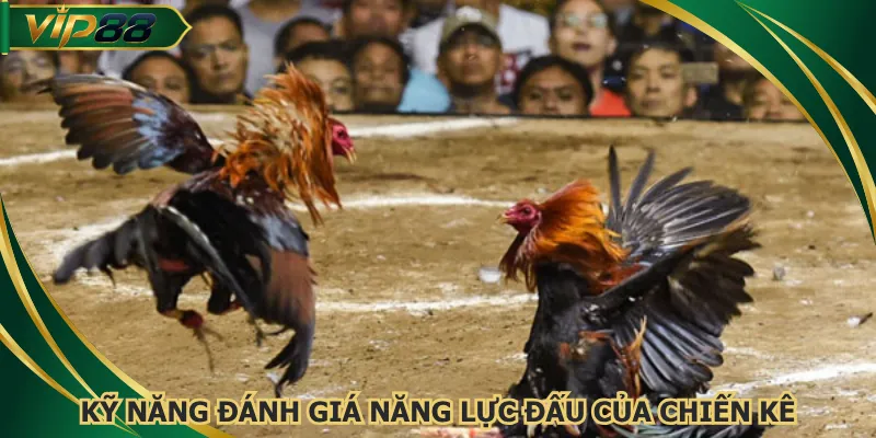 Kỹ năng đánh giá năng lực đấu của chiến kê
