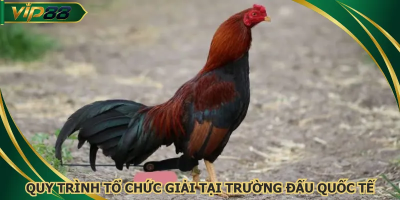 Quy trình tổ chức giải tại trường đấu quốc tế
