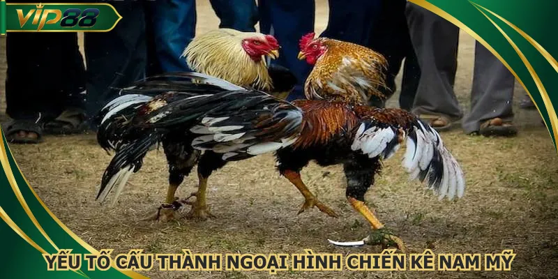 Yếu tố cấu thành ngoại hình chiến kê Nam Mỹ